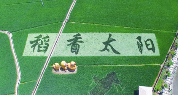 浙江臨安高標準農(nóng)田